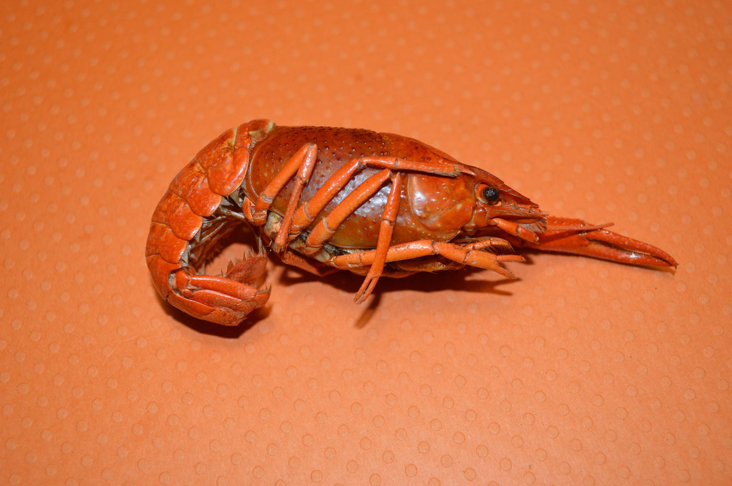 Whole Crayfish- Hermit Crab Food
