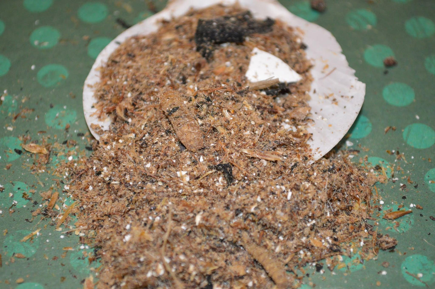 Ostrich and Insect Dinner: Complete Meal - Hermit Crab Food