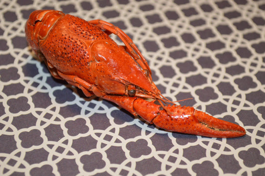 Whole Crayfish- Hermit Crab Food