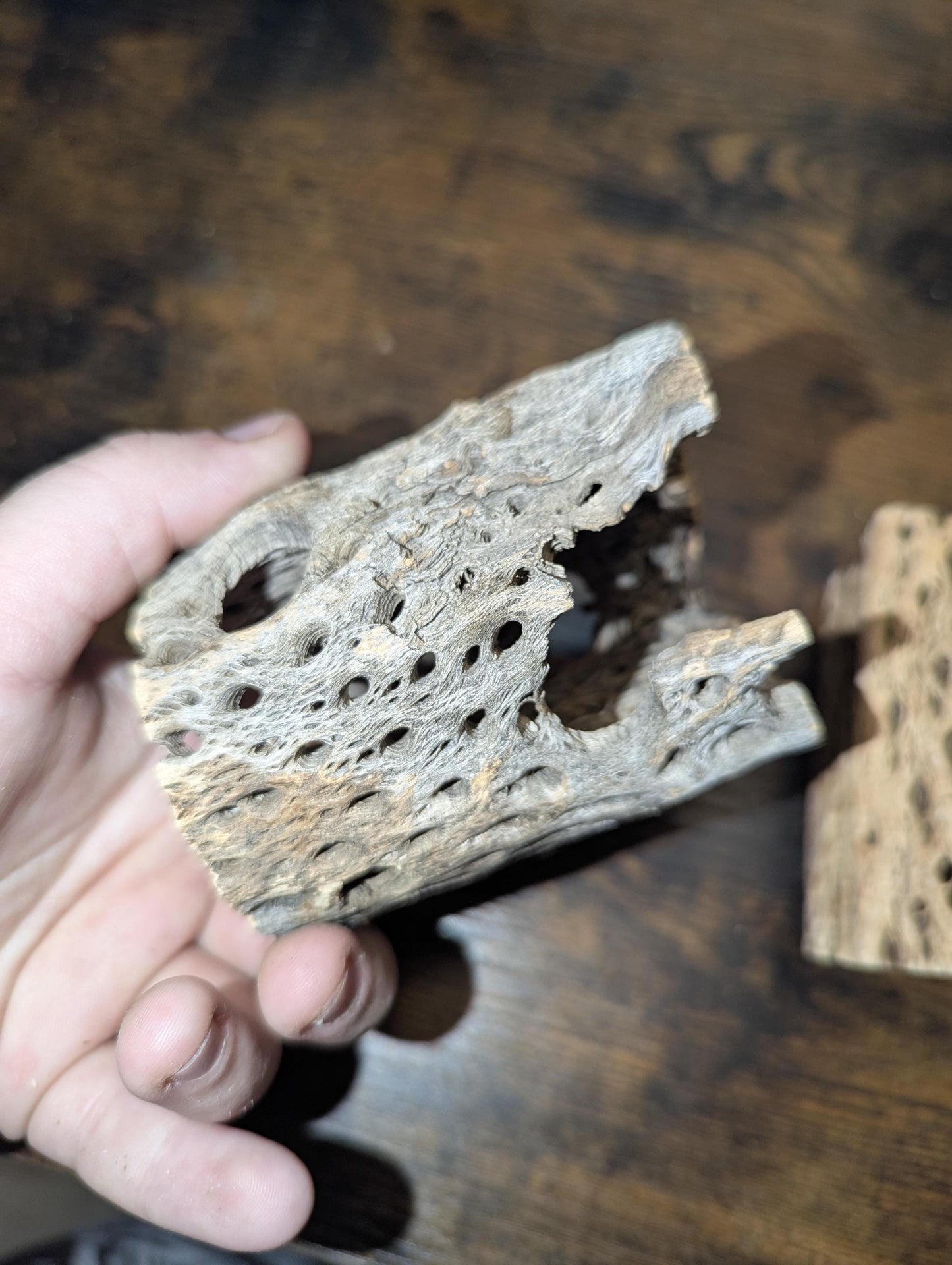 Thick Cholla Wood - Hermit Crab Decor