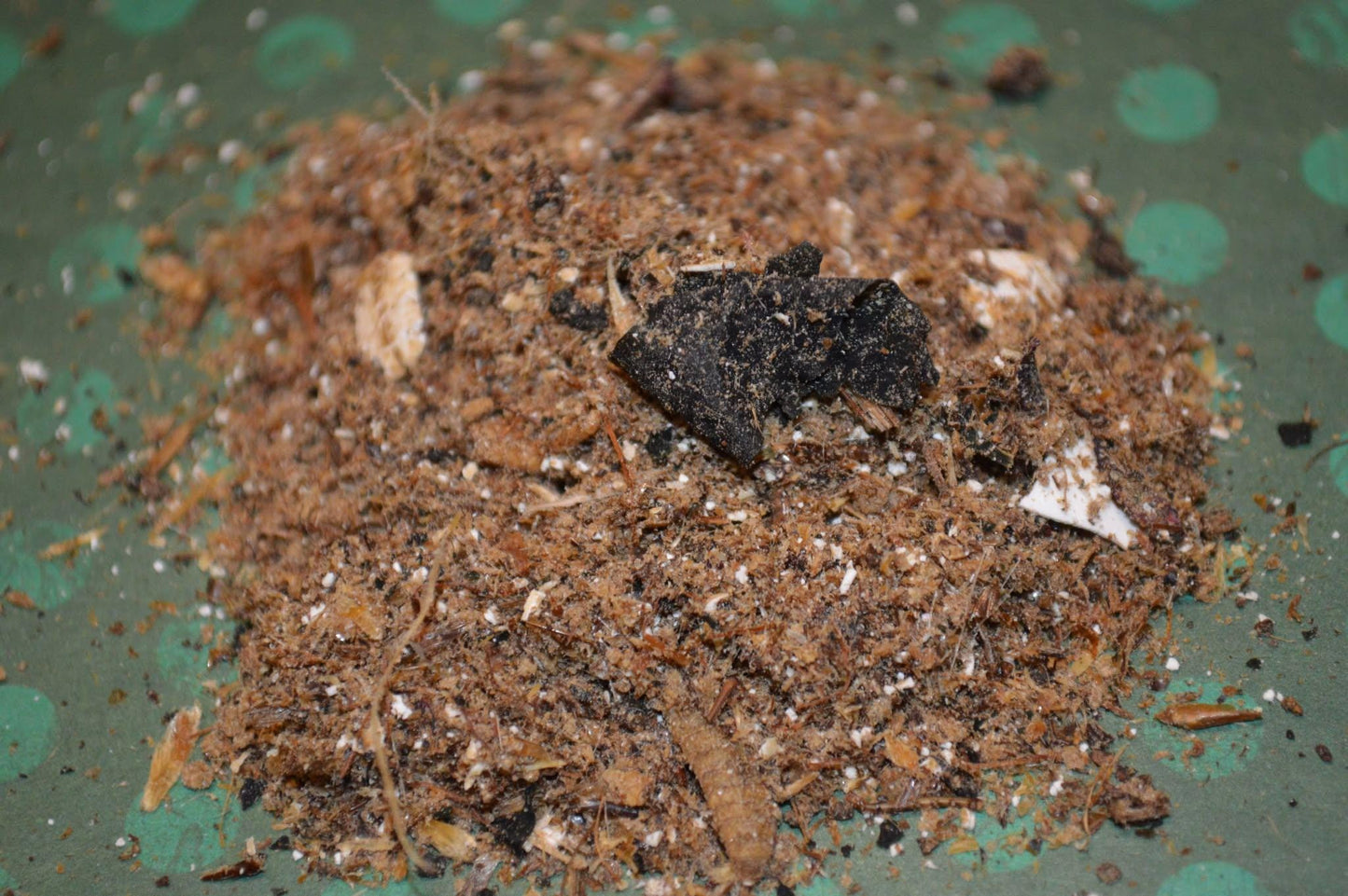 Ostrich and Insect Dinner: Complete Meal - Hermit Crab Food