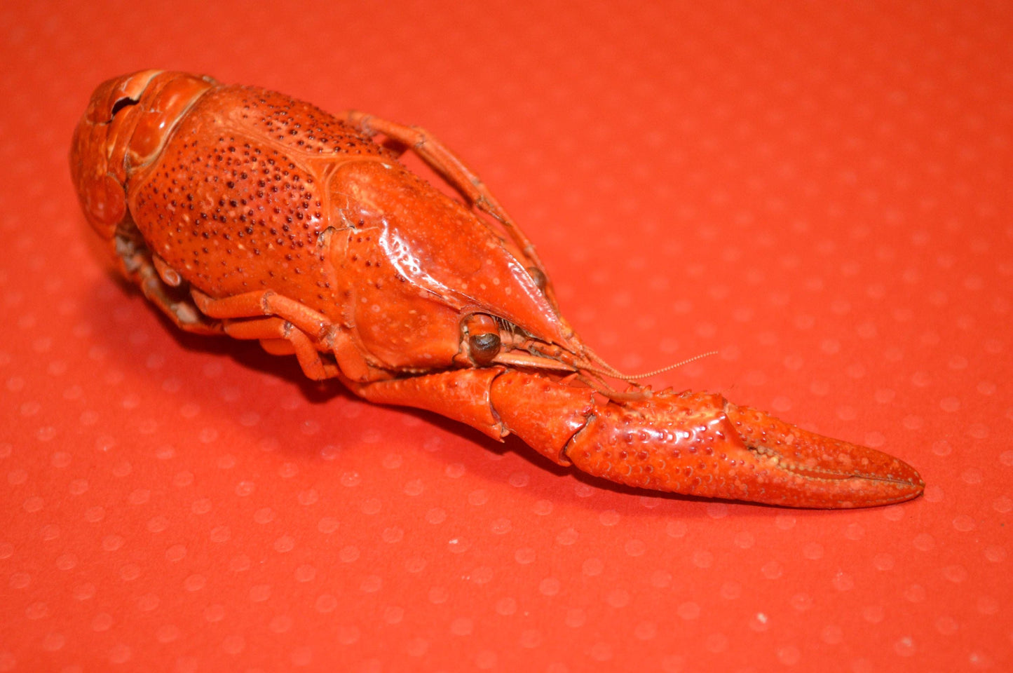Whole Crayfish- Hermit Crab Food