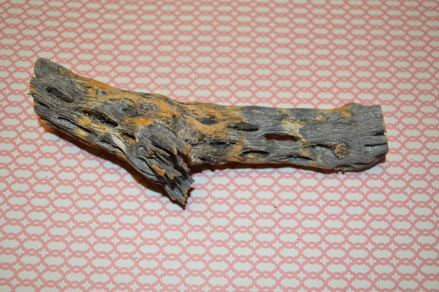 Cholla Wood - Hermit Crab Decor