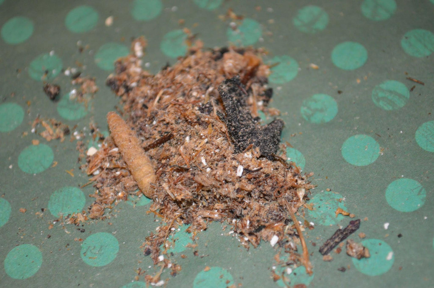 Ostrich and Insect Dinner: Complete Meal - Hermit Crab Food