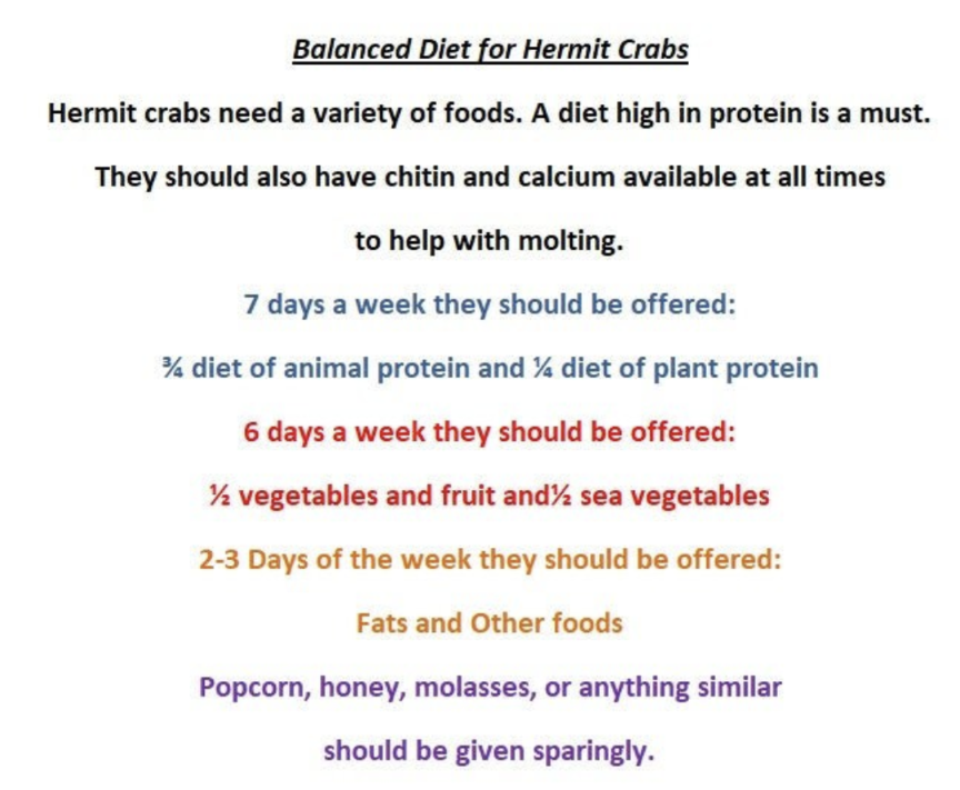 Club Hermit Powder Power - Hermit Crab Food