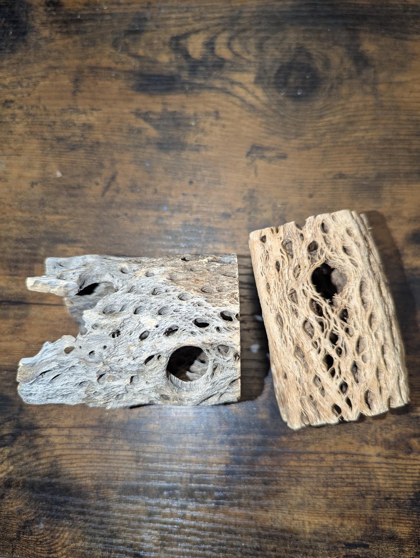 Thick Cholla Wood - Hermit Crab Decor