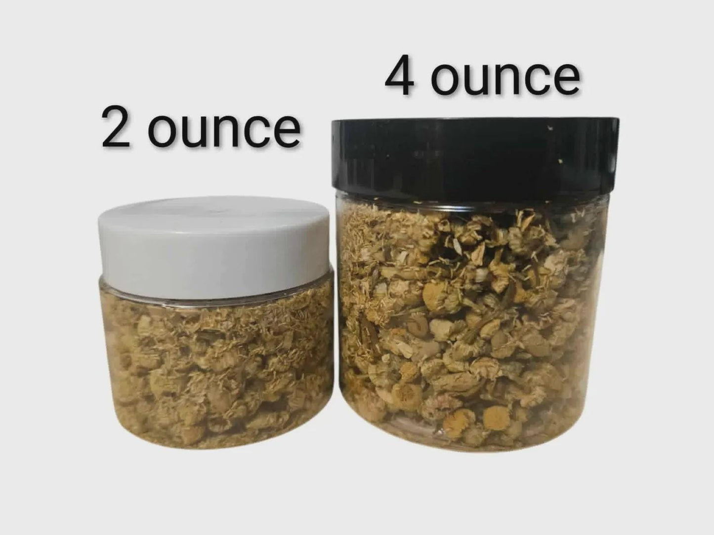 Plankton - Hermit Crab Food