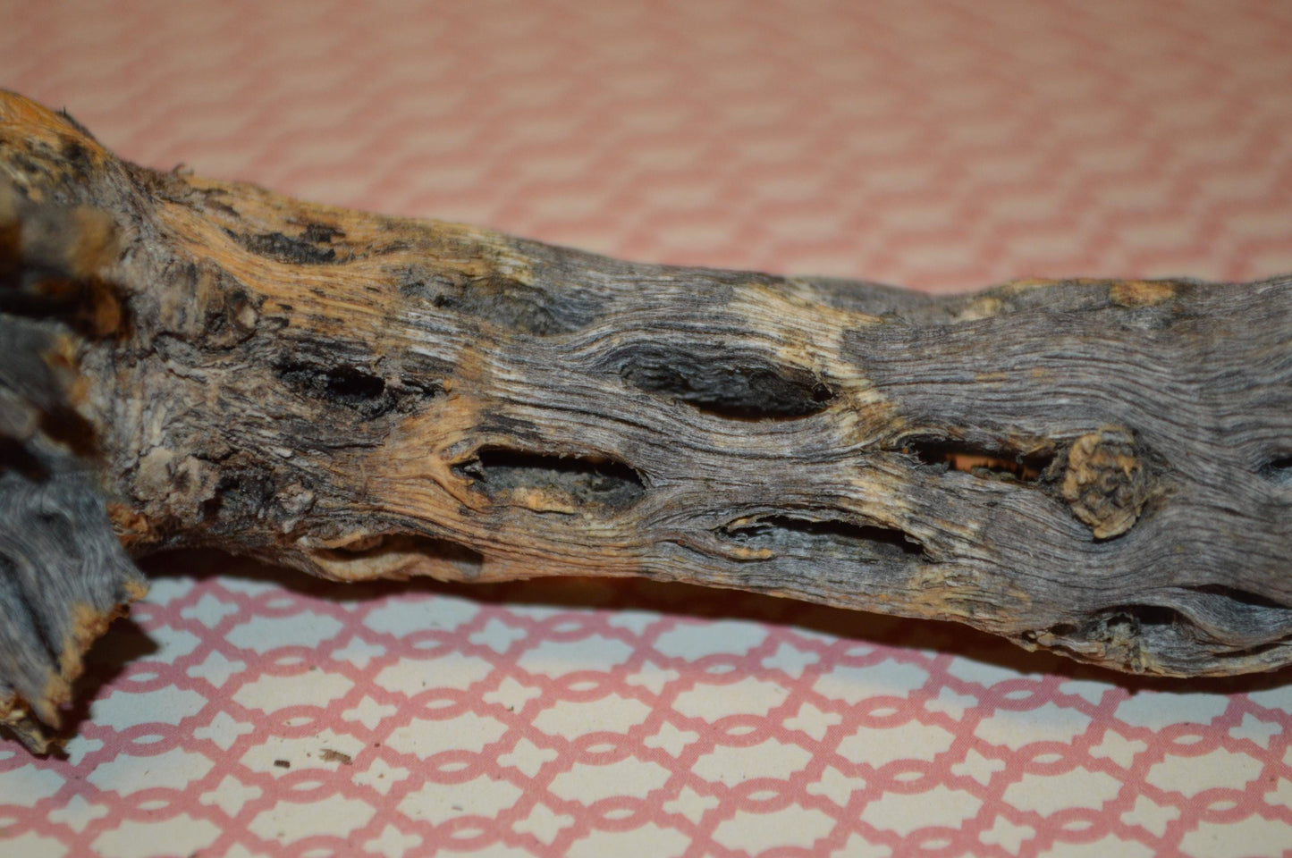 Cholla Wood - Hermit Crab Decor
