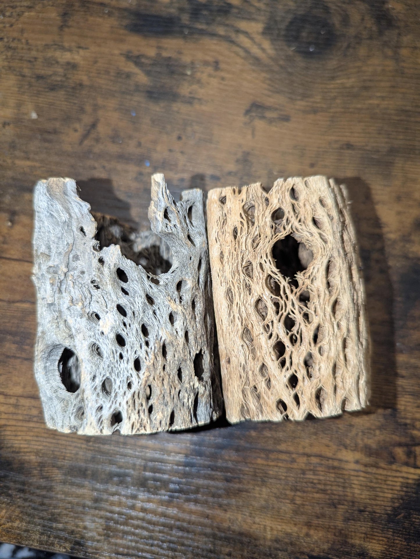 Thick Cholla Wood - Hermit Crab Decor