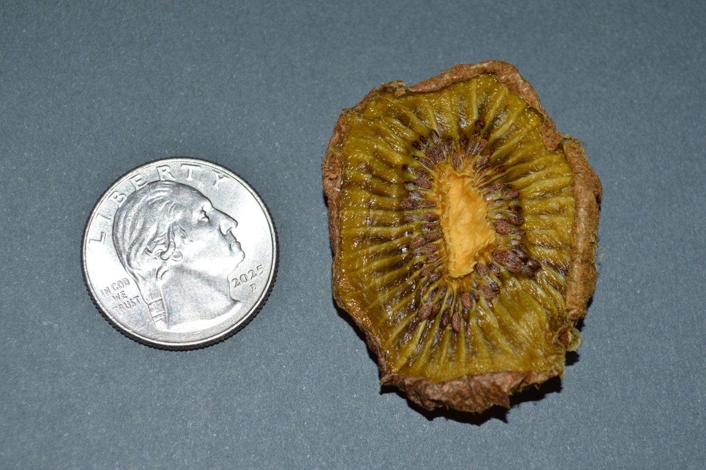 Kiwi Slices- Hermit Crab Food