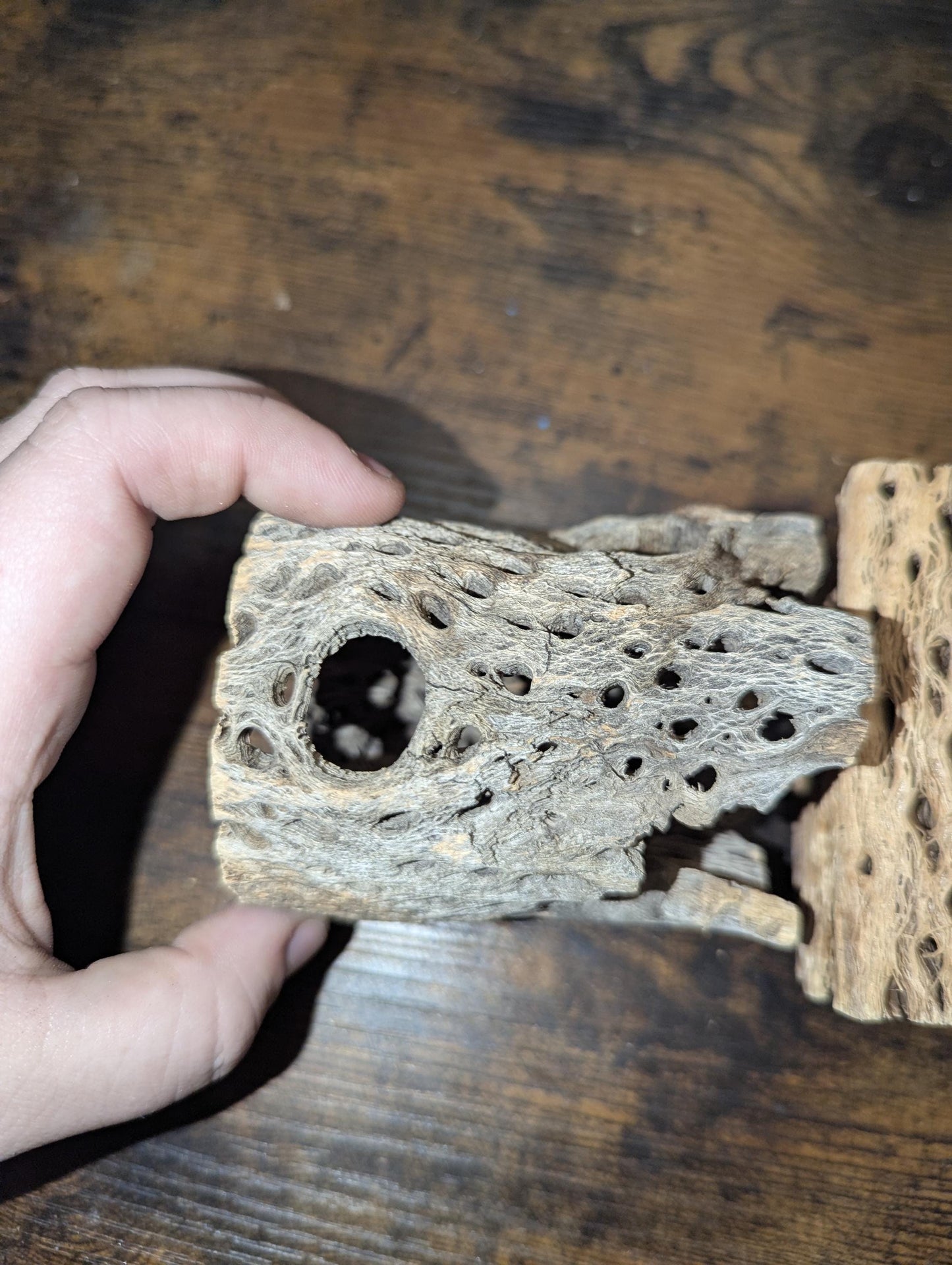 Thick Cholla Wood - Hermit Crab Decor