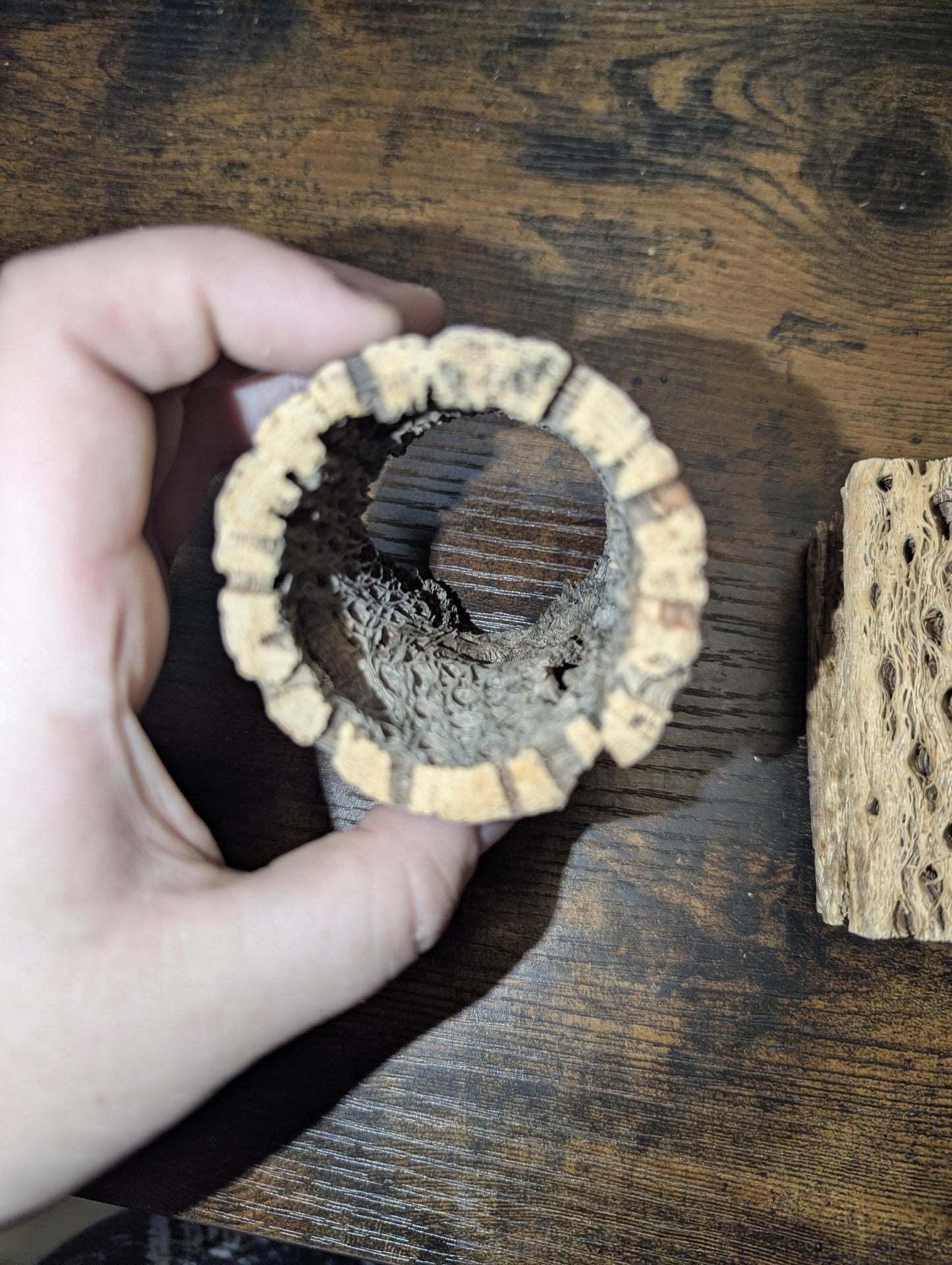 Thick Cholla Wood - Hermit Crab Decor
