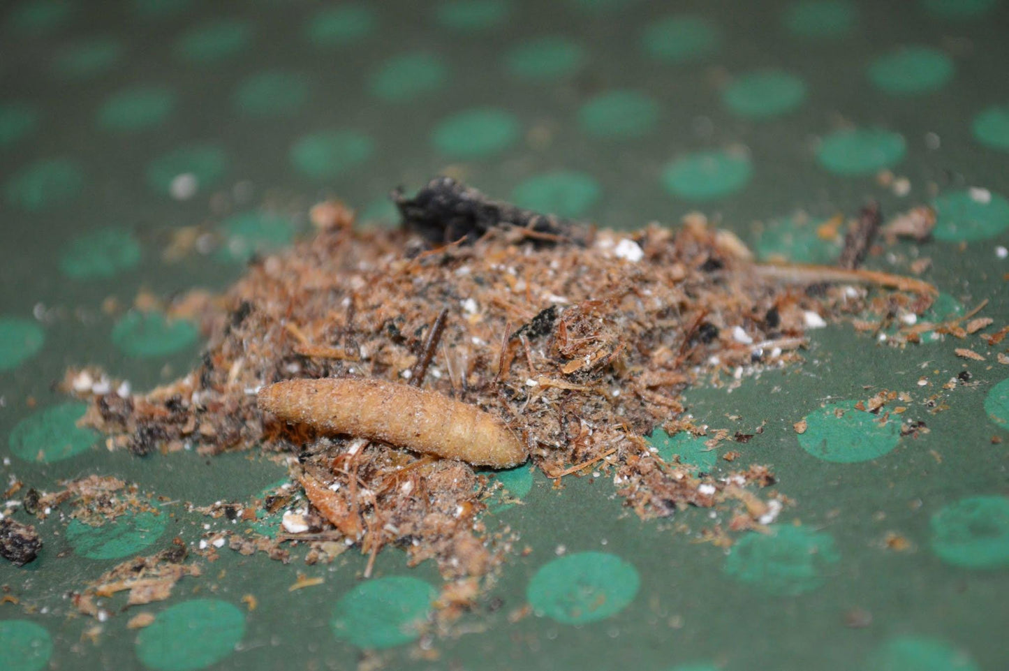 Ostrich and Insect Dinner: Complete Meal - Hermit Crab Food