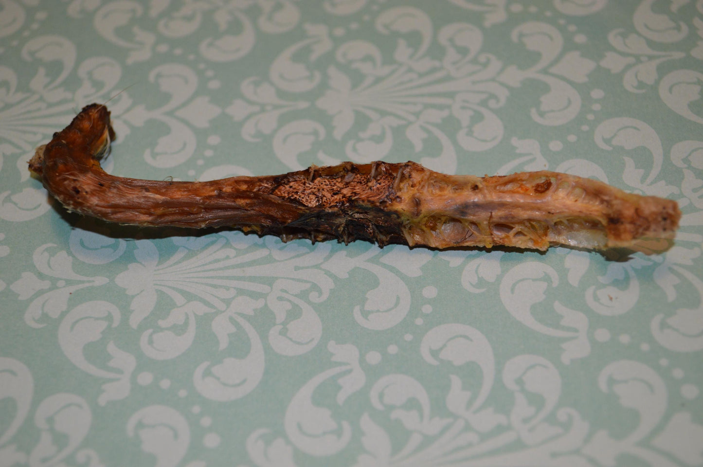 Quail Spines - Hermit Crab Food