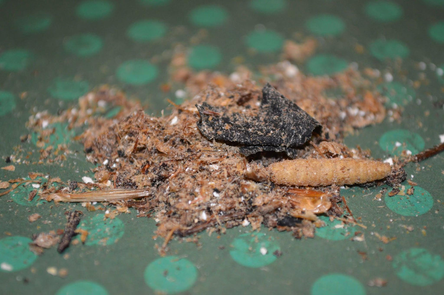 Ostrich and Insect Dinner: Complete Meal - Hermit Crab Food