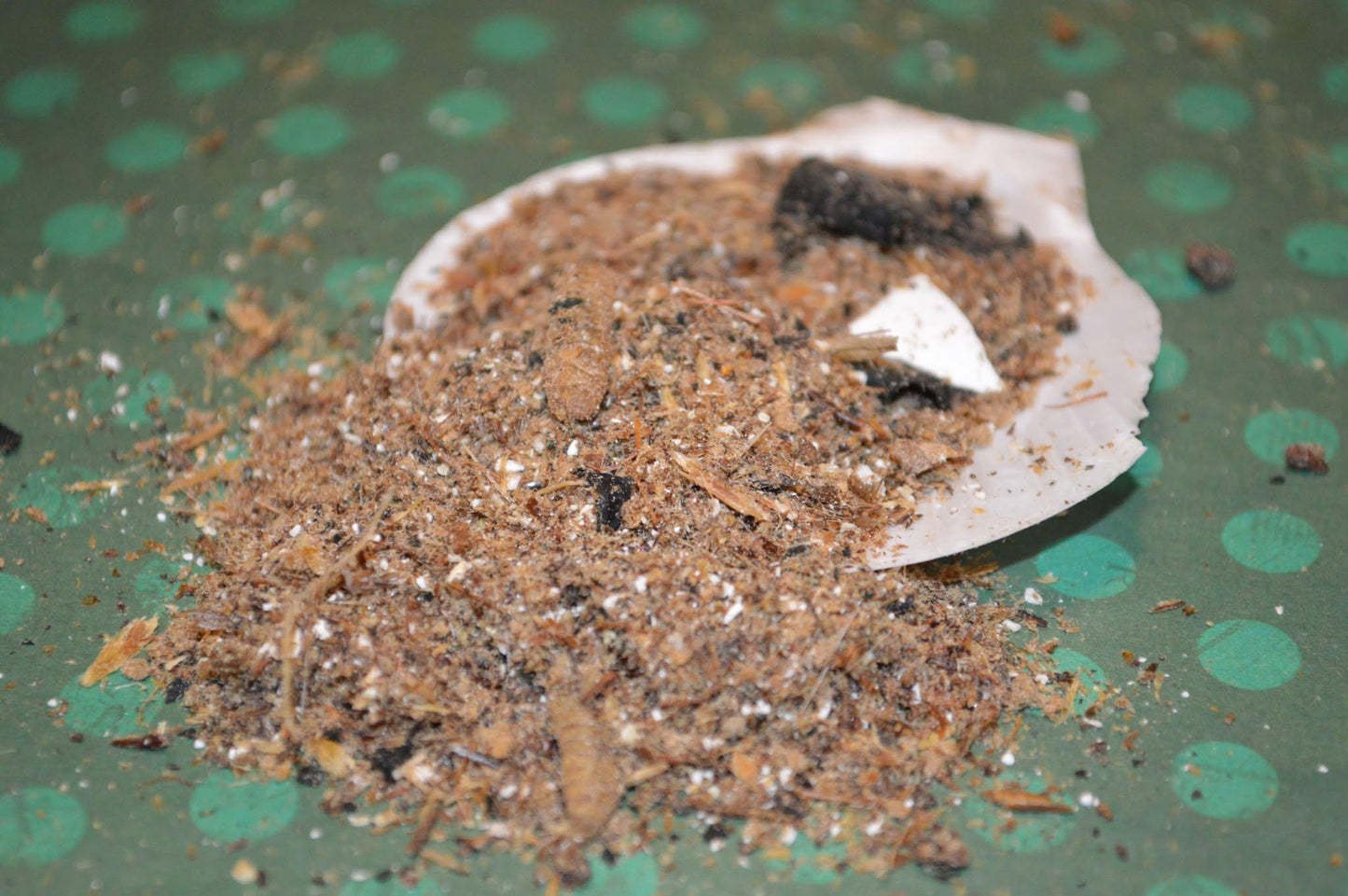 Ostrich and Insect Dinner: Complete Meal - Hermit Crab Food