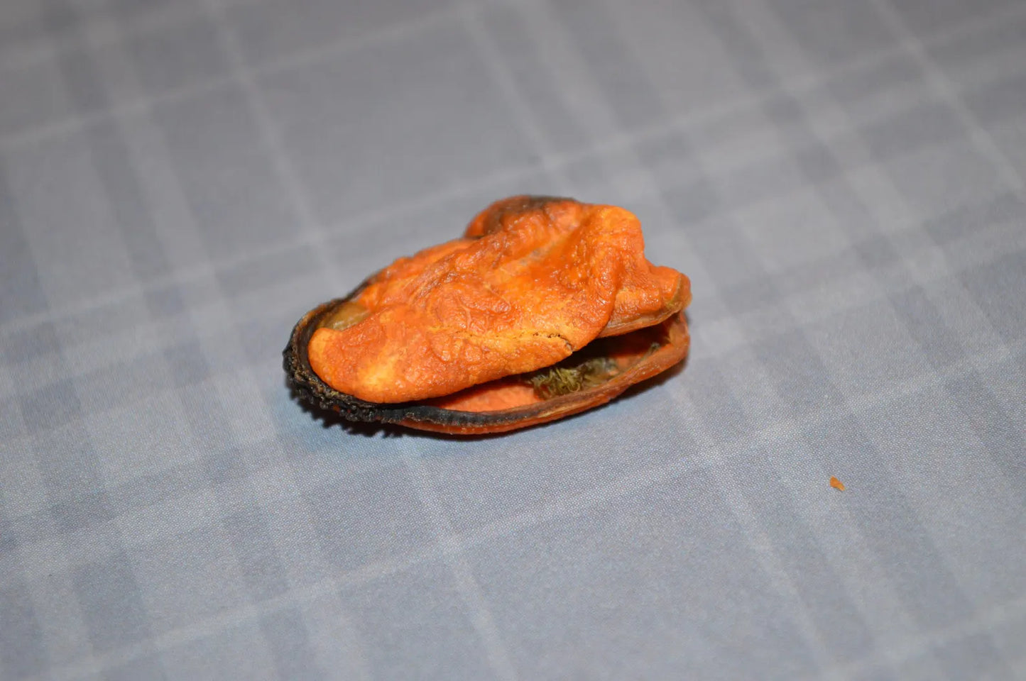 Blue Mussel - Hermit Crab Food