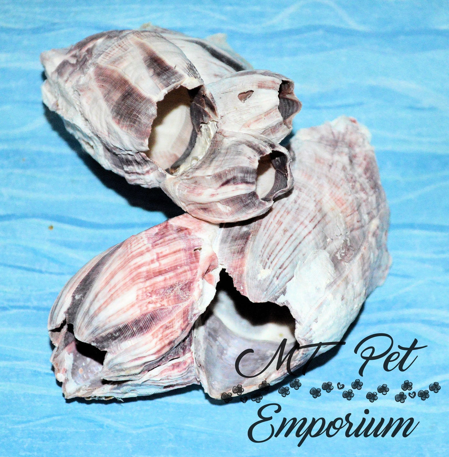 Pacific Barnacle - Hermit Crab Food