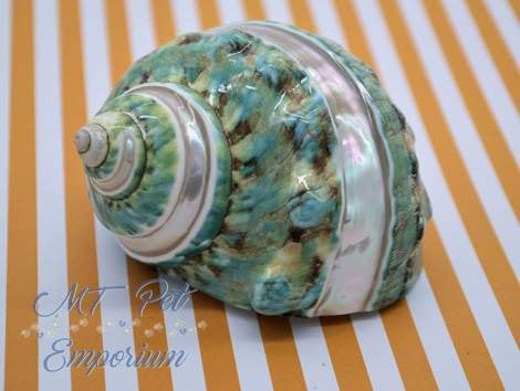 1.95" Opening - Extra Large Banded Turbo Hermit Crab Shell