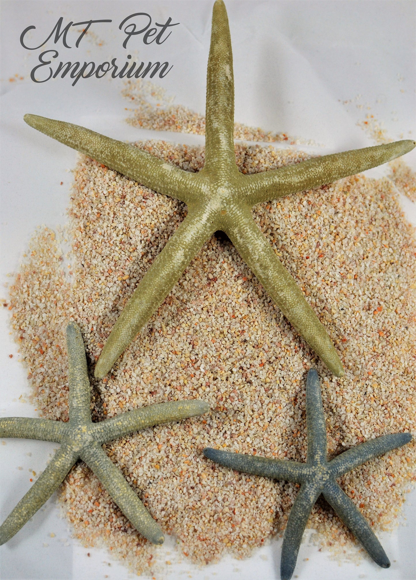 Blue Philippine Starfish MULTIPLE SIZES