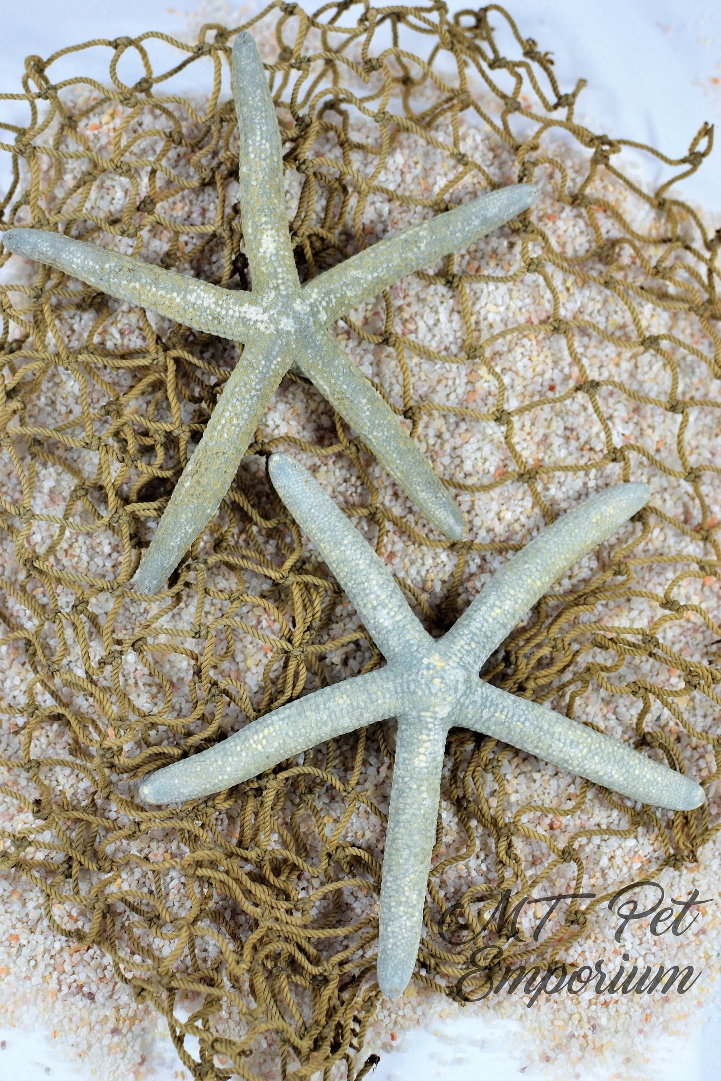 Blue Philippine Starfish MULTIPLE SIZES