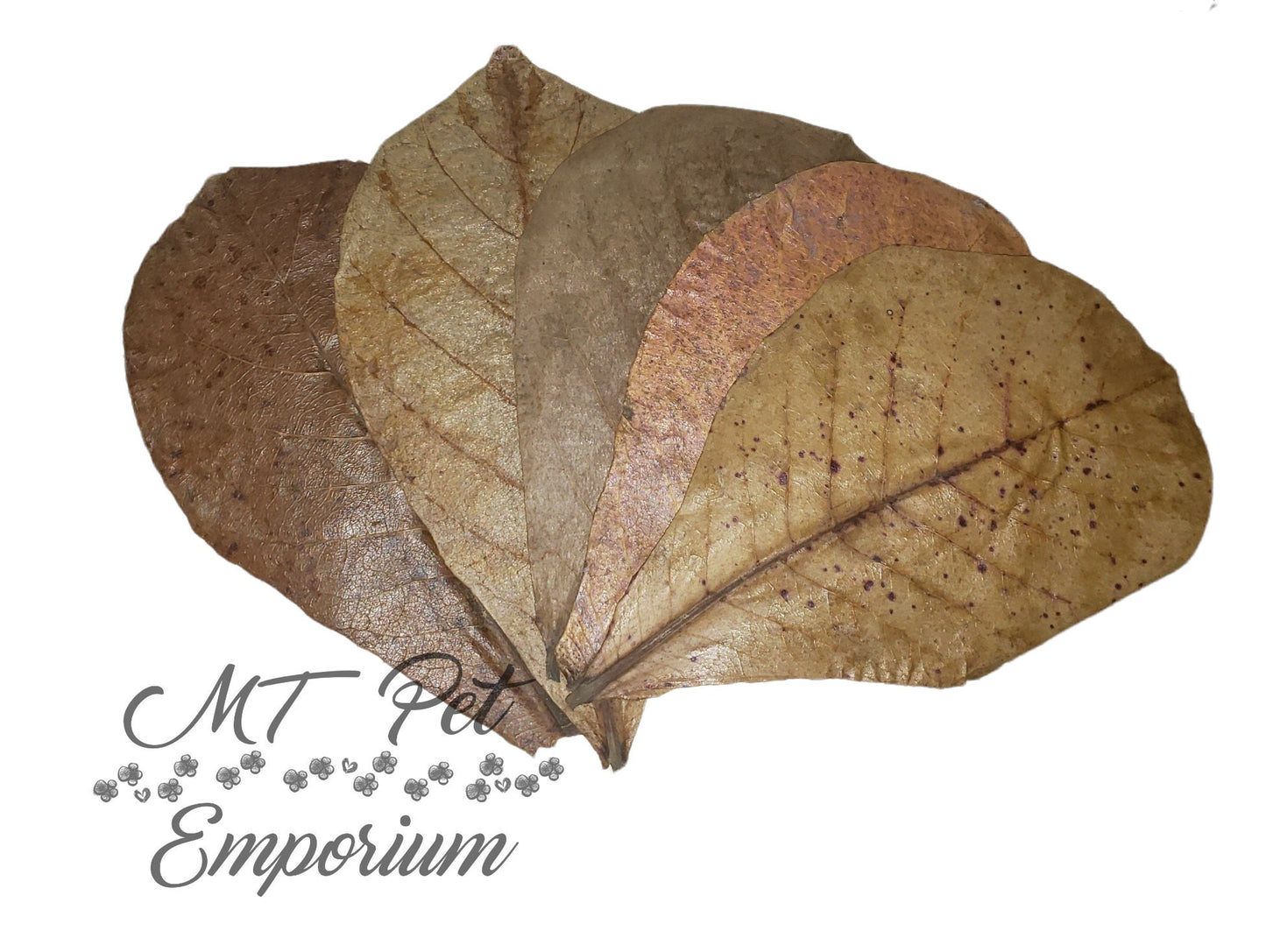Catappa Leaves/Indian Almond Leaves
