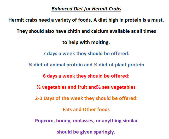 Mystery Food COOKIES - Hermit Crab Food