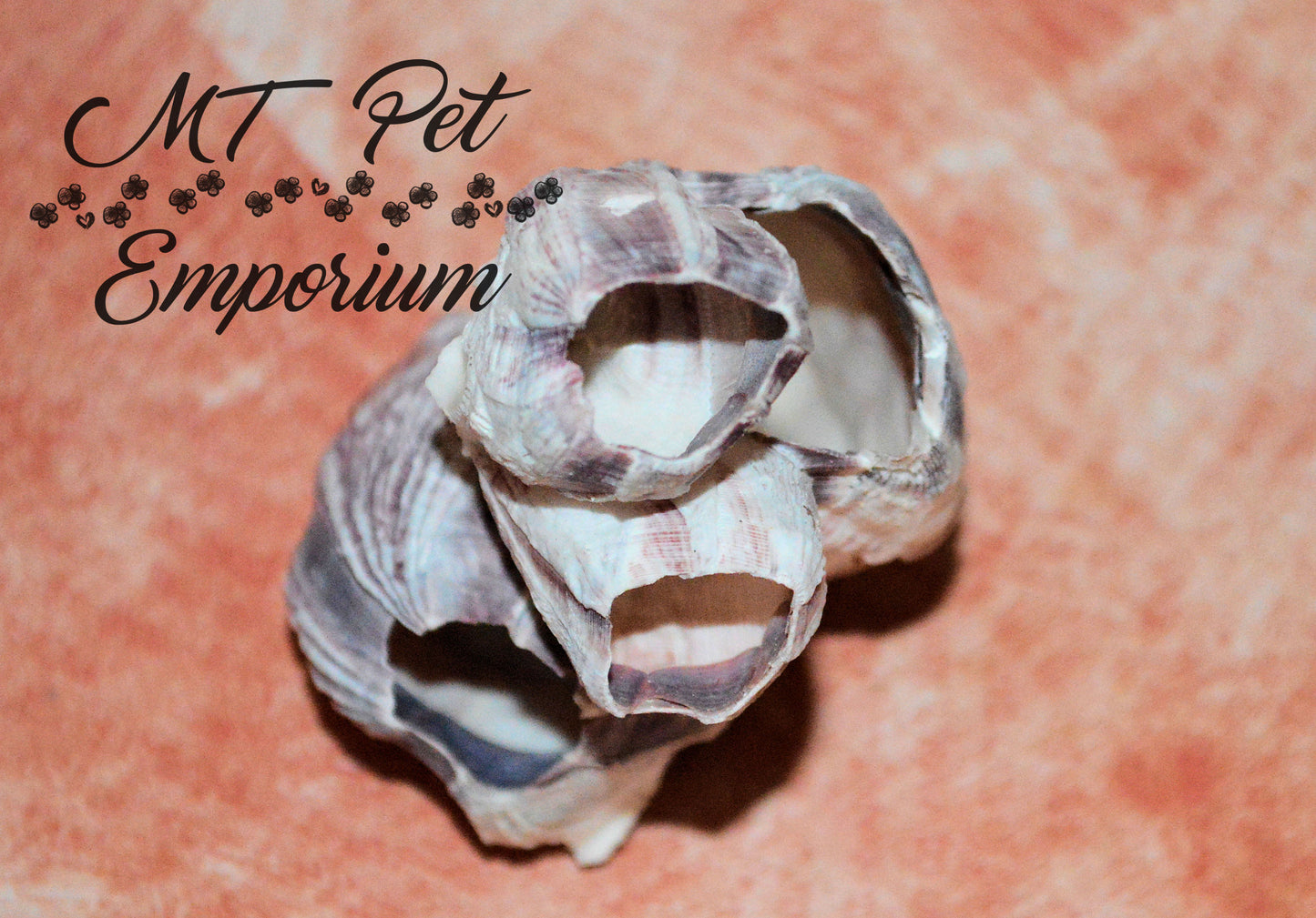 Pacific Barnacle - Hermit Crab Food