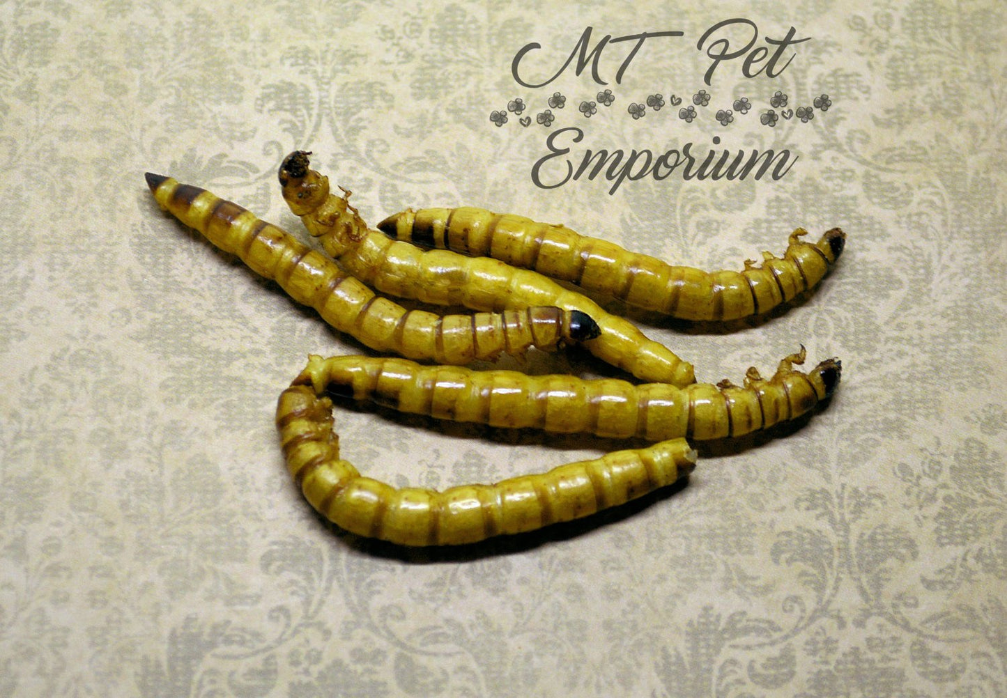 Superworms - Hermit Crab Food