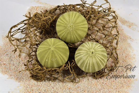 Green Sea Urchin - Hermit Crab Food