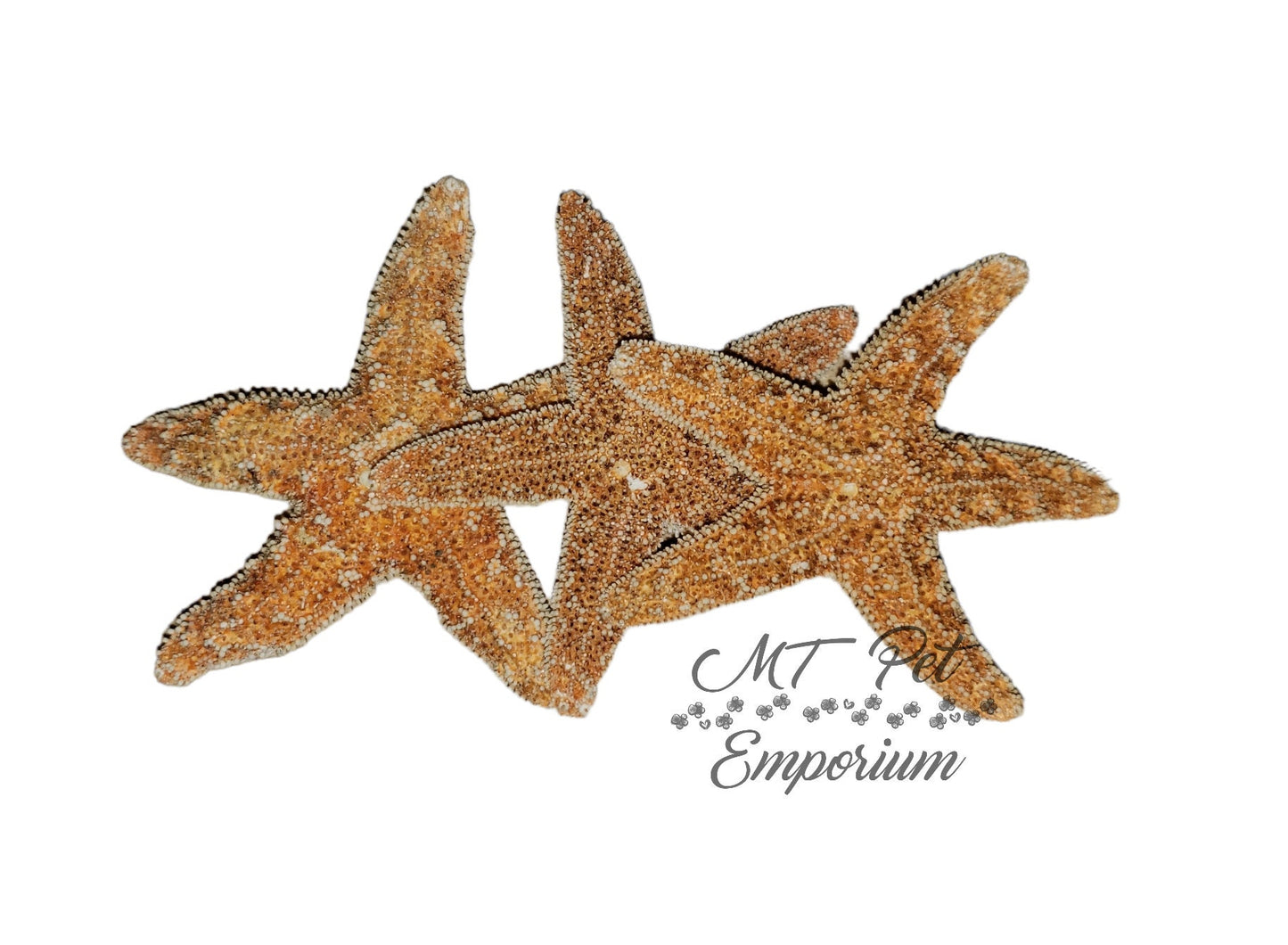 Sugar Starfish