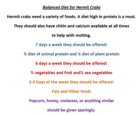 Green Lentils - Hermit Crab Food
