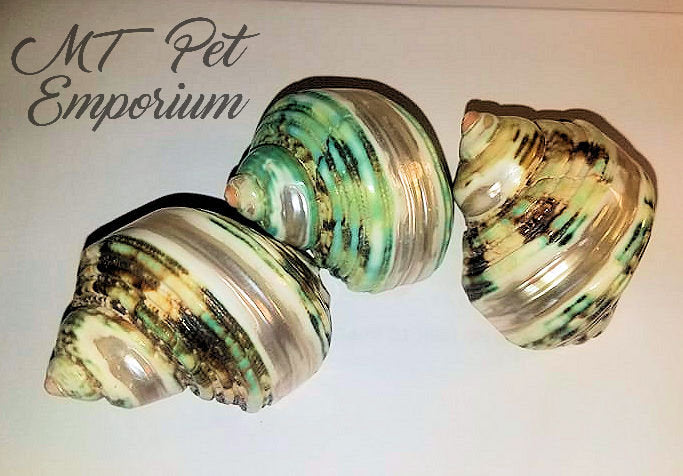 Green Banded Turbo Hermit Crab Shells
