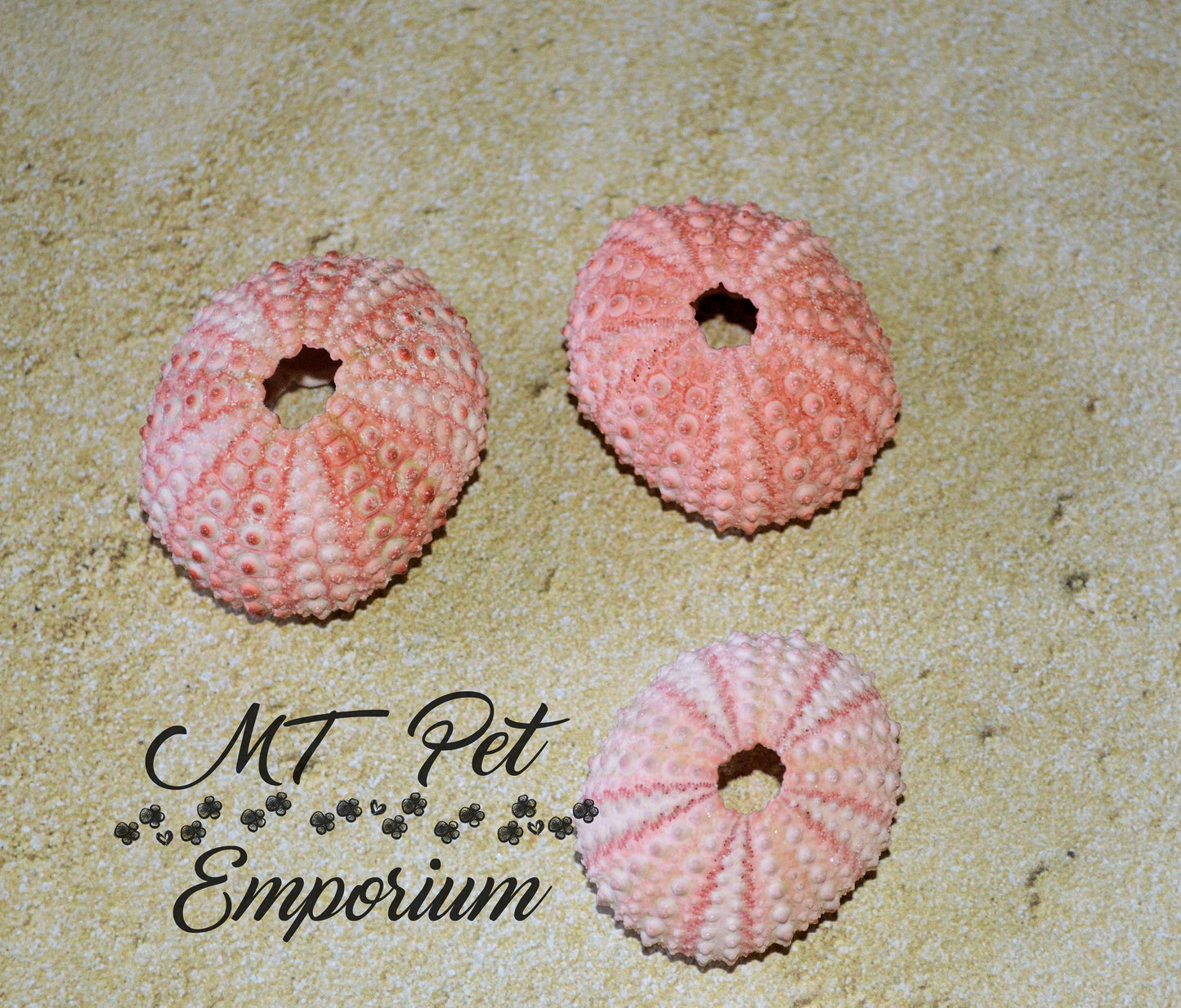 Pink Sea Urchins - Hermit Crab Food