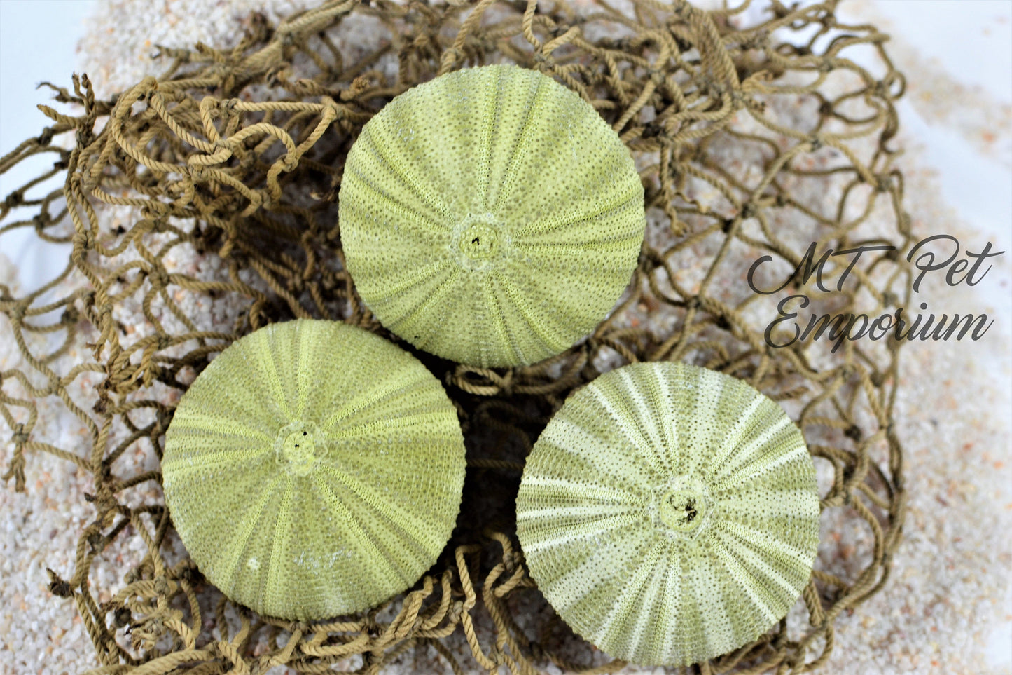 Green Sea Urchin - Hermit Crab Food