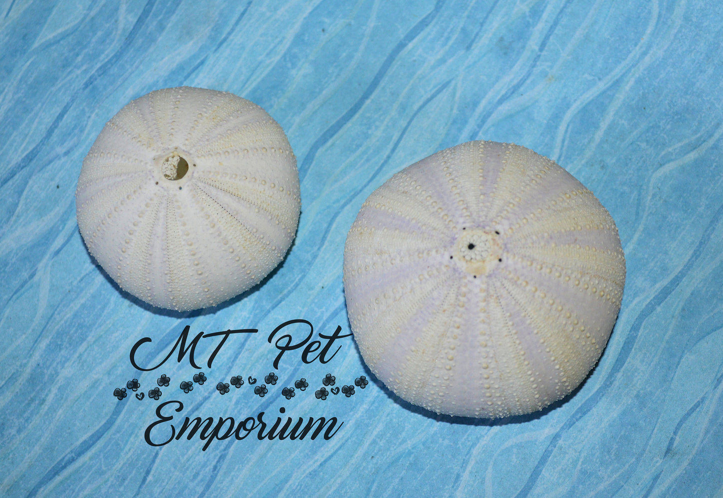 Purple Sea Urchin - Hermit Crab Food