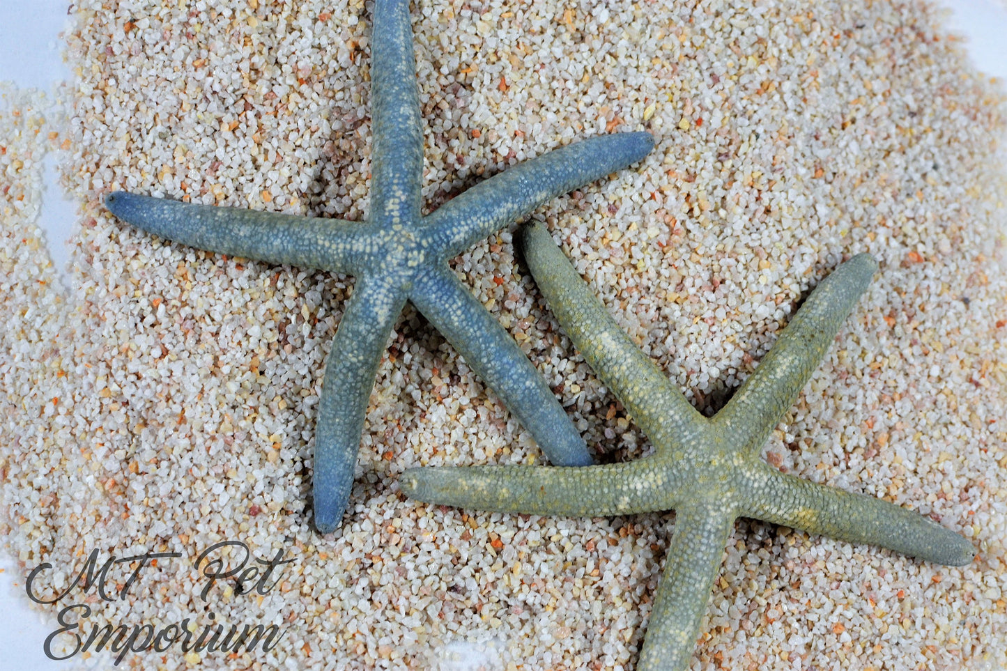 Blue Philippine Starfish MULTIPLE SIZES