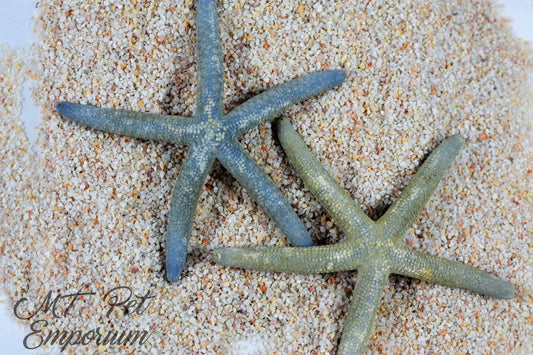 Blue Philippine Starfish MULTIPLE SIZES