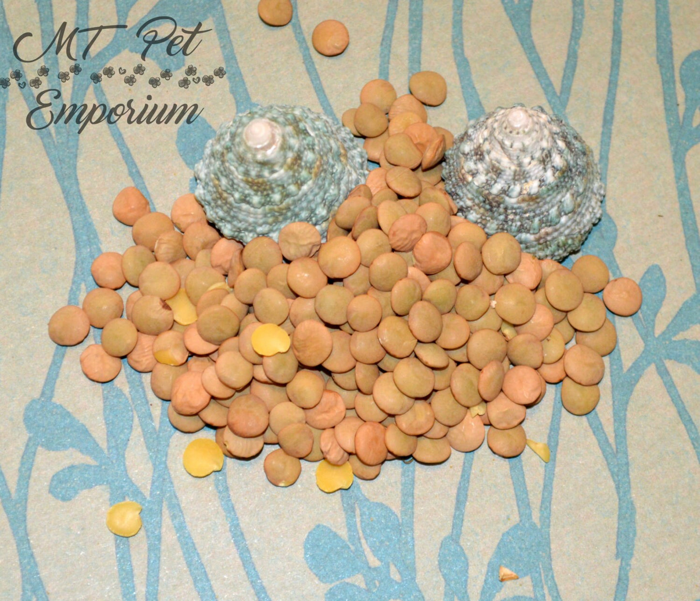 Green Lentils - Hermit Crab Food