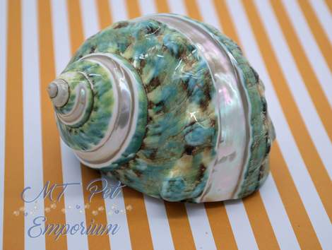 1.60" Opening - Extra Large Banded Turbo Hermit Crab Shells