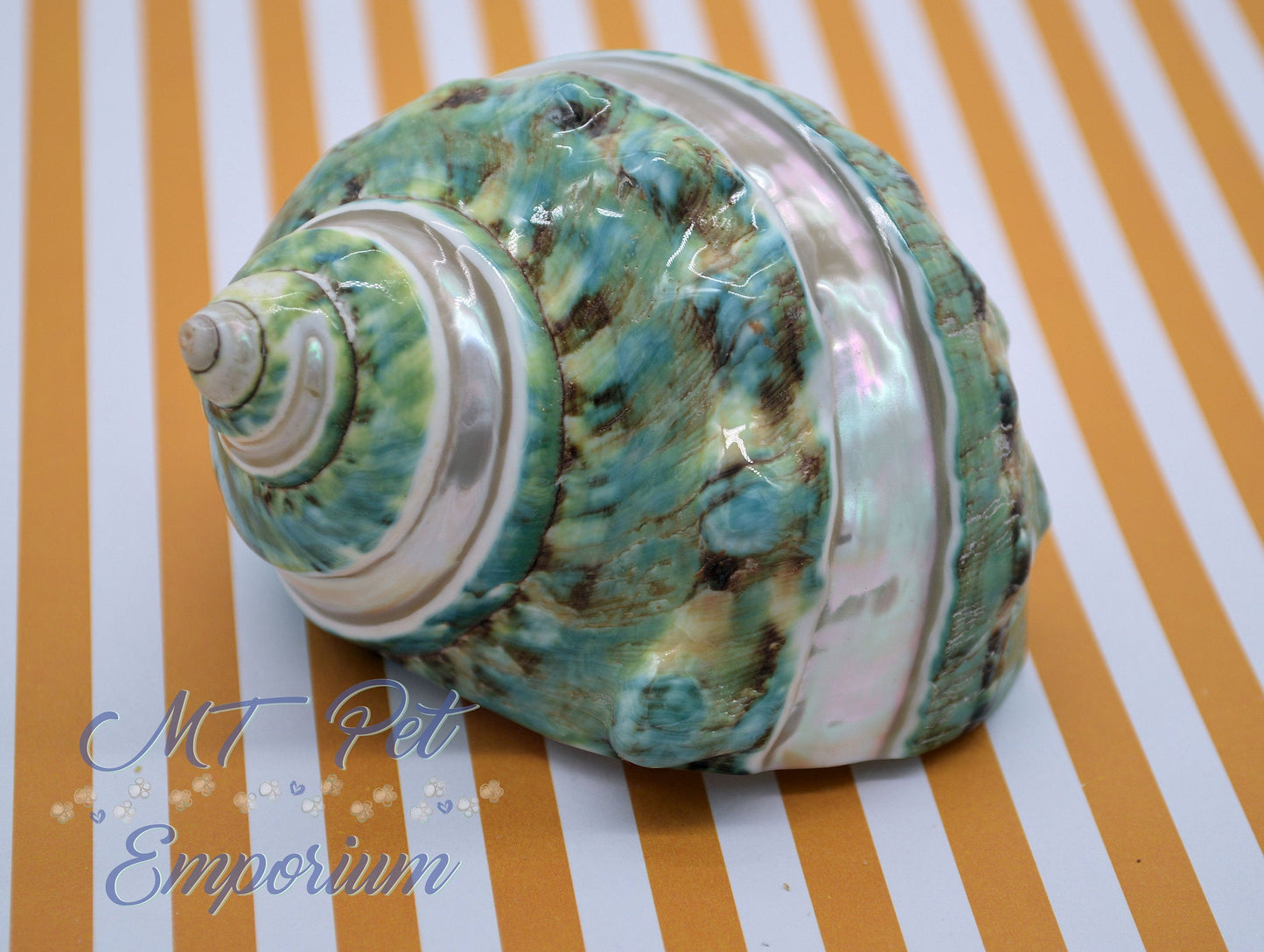 1.50" Opening - Extra Large Banded Turbo Hermit Crab Shell