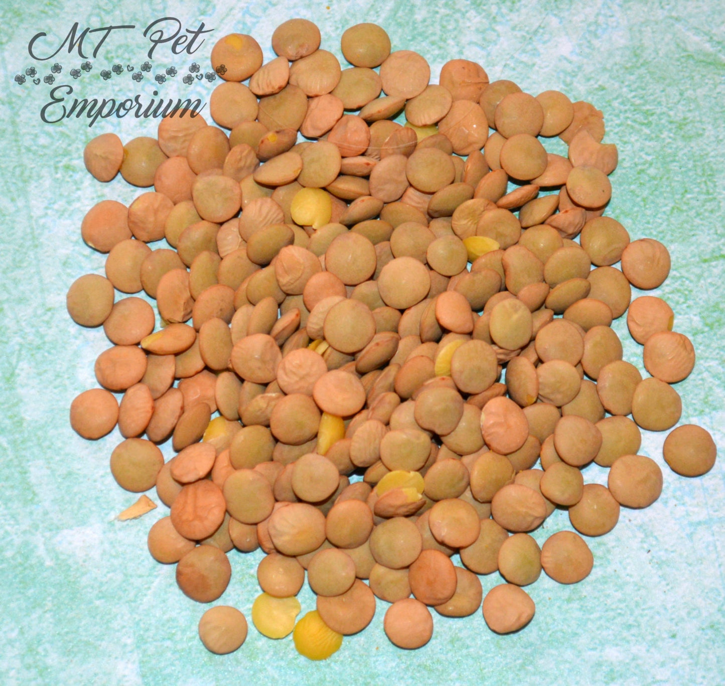 Green Lentils - Hermit Crab Food