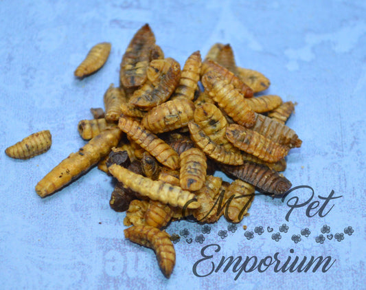 Soldier Worms - Hermit Crab Food, Fish Food, Chicken Snack