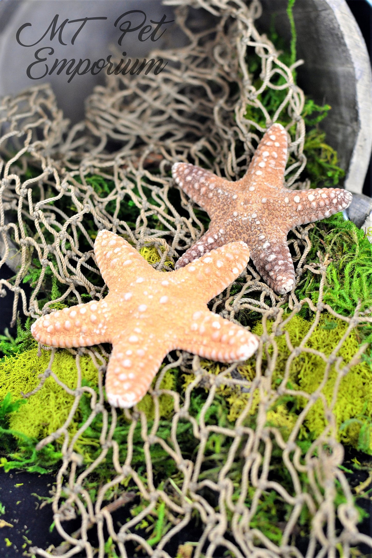 Jungle Starfish - Hermit Crab Food, Home Decor
