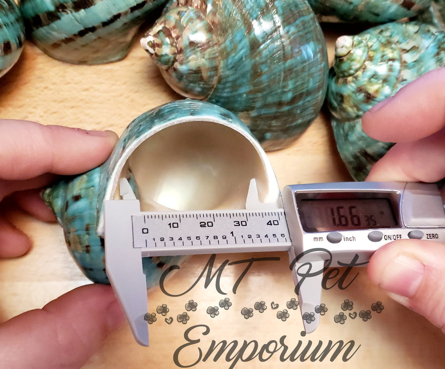 1.55" Opening - Extra Large Turbo Hermit Crab Shell