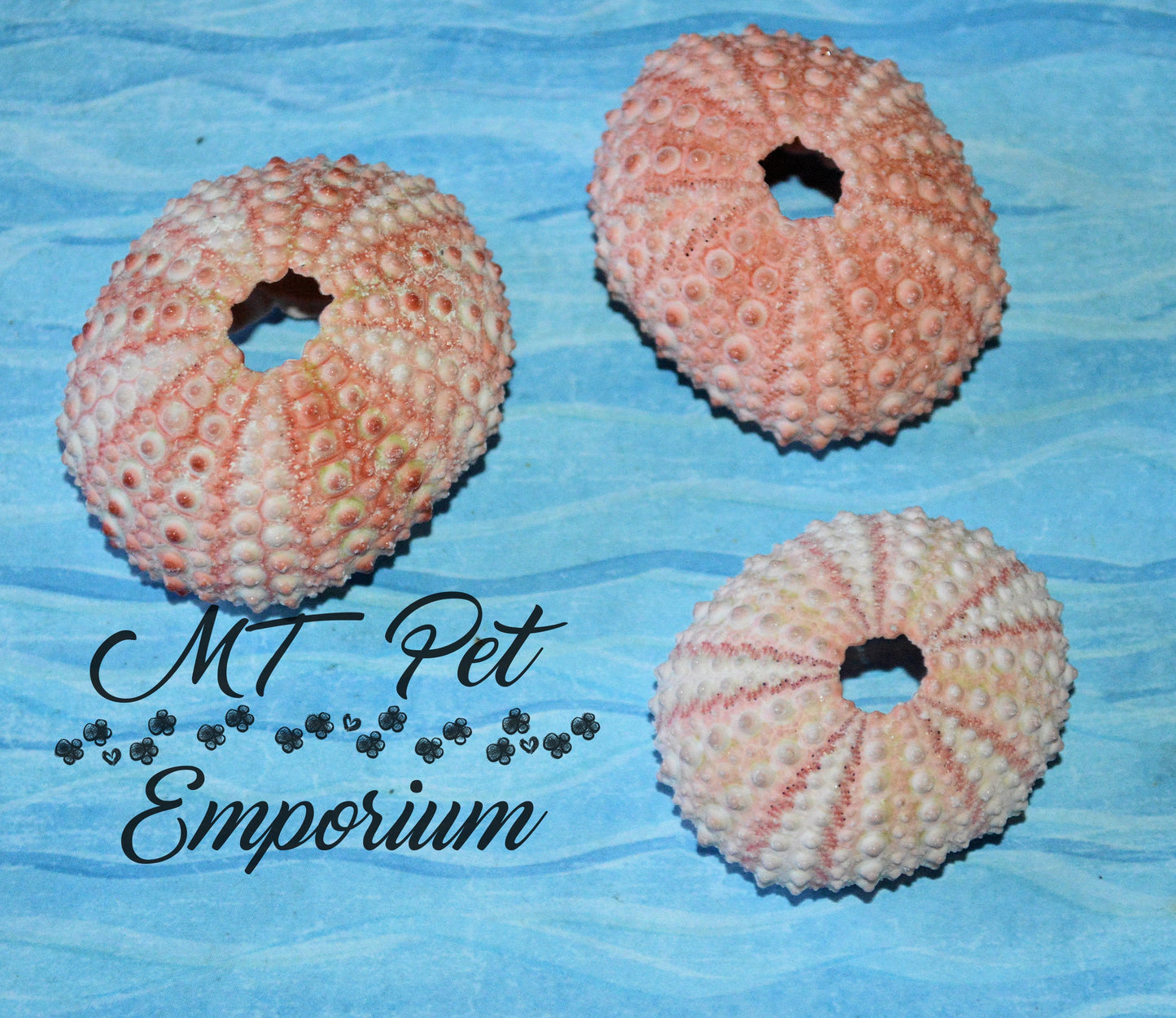 Pink Sea Urchins - Hermit Crab Food