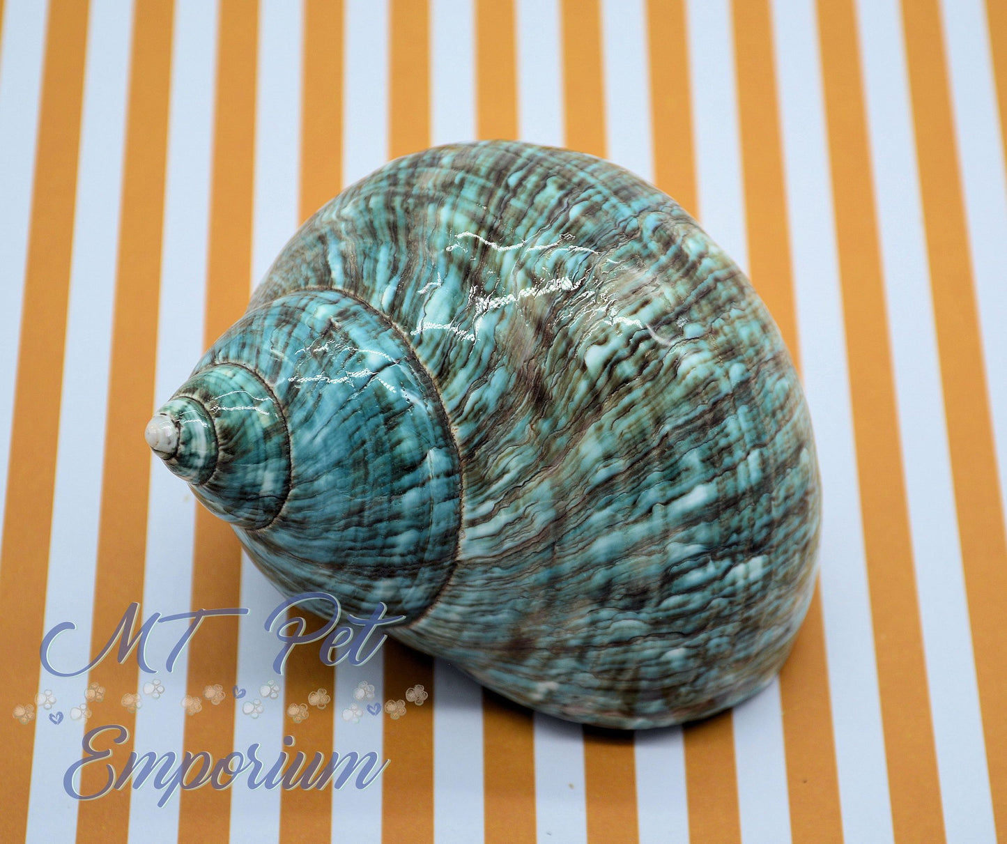 1.50" Opening - Extra Large Turbo Hermit Crab Shell