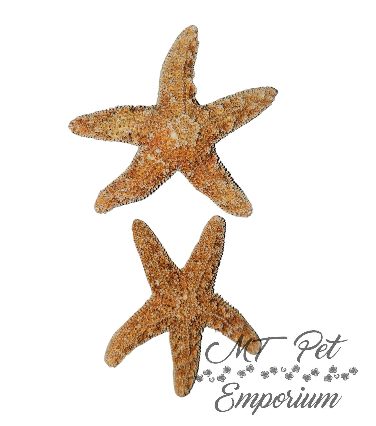 Sugar Starfish