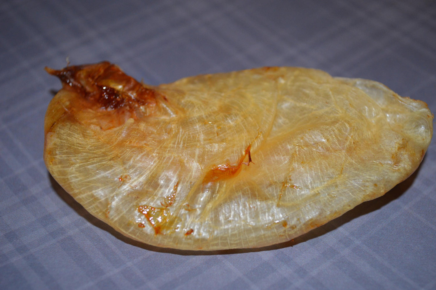 Carp Swim Bladder - Hermit Crab Food