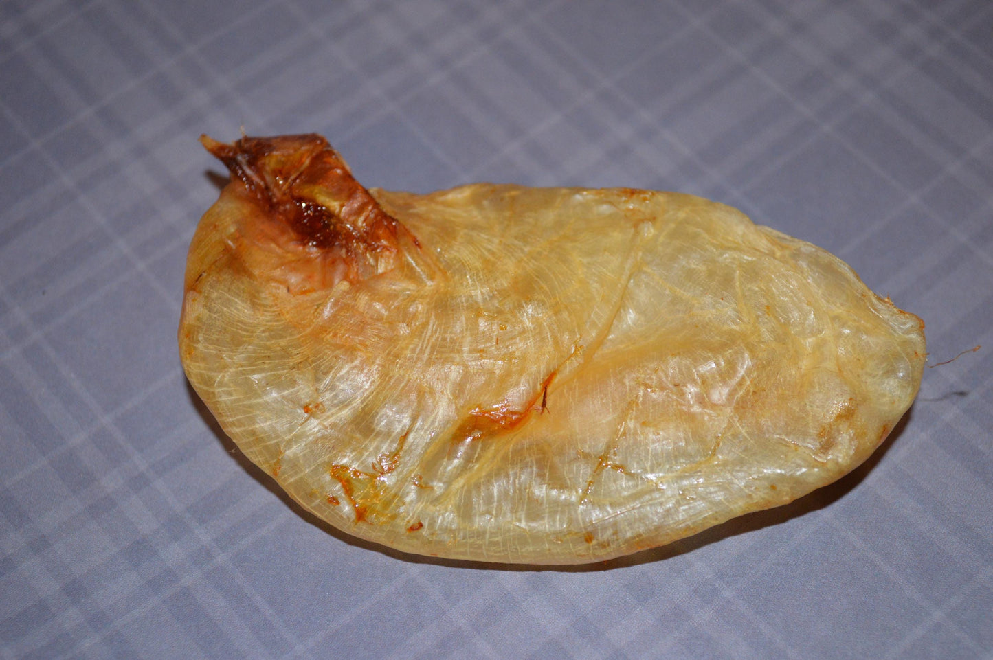 Carp Swim Bladder - Hermit Crab Food
